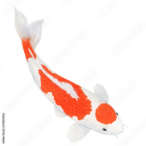 koi Carp fish Watercolor Painting ,Print Wall Art ,Hand painted.  koi Carp fish Illustration isolated on white background.
