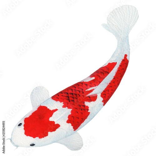 koi Carp fish Watercolor Painting ,Print Wall Art ,Hand painted.  koi Carp fish Illustration isolated on white background.