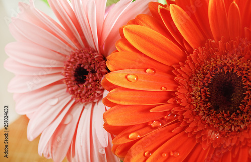 Orange and pink gerbera flowers. Water droplets on gerbera petals. Shallow depth of field. Selective focus.