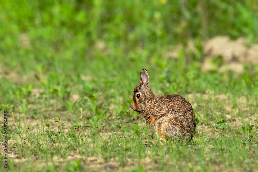 Fototapeta premium silvilago