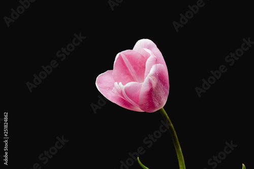 Detail of pink tulip on black background