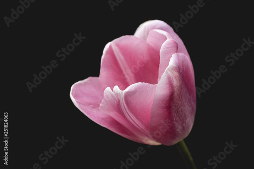 Detail of pale pink tulip