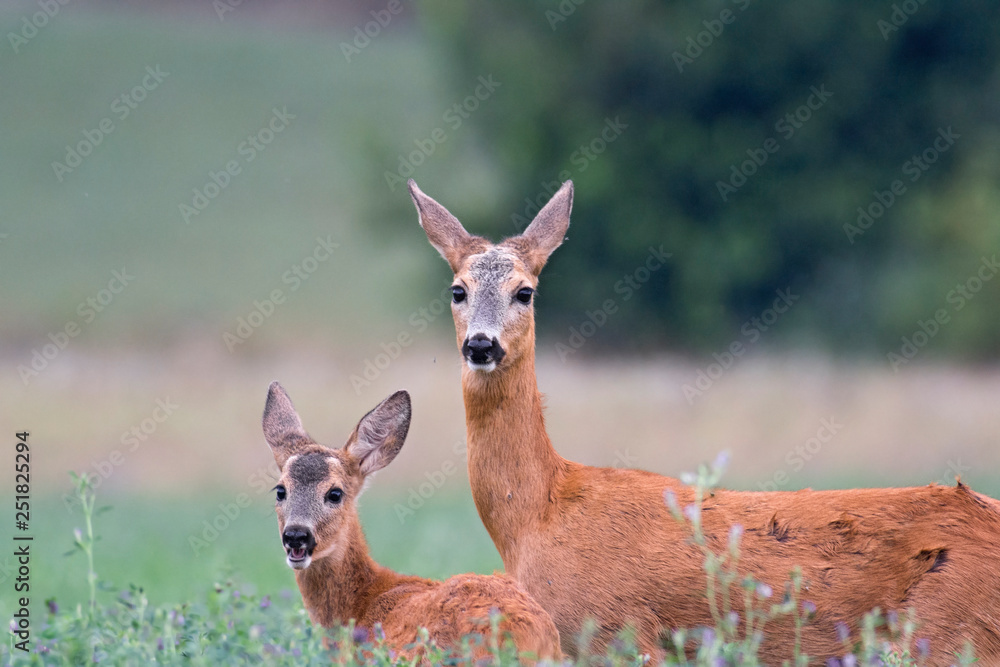 capriolo capriolo