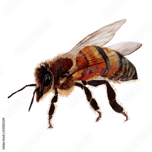 Bee Hand drawn sketch and watercolor illustrations. Watercolor painting Bee.Bee Illustration isolated on white background.