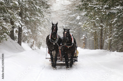 Horse carriage on the mountains road in winter