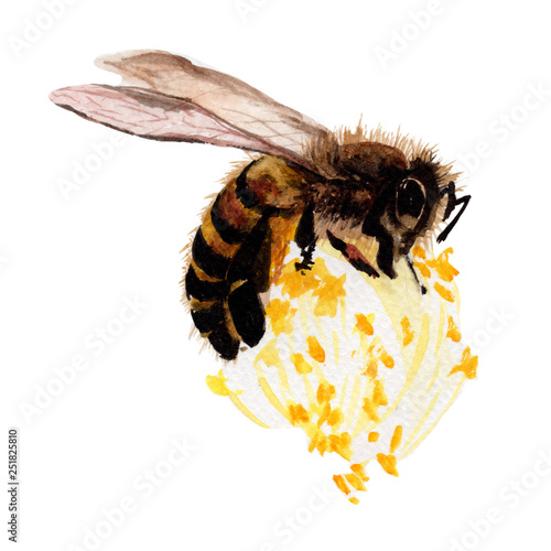 Bee Hand drawn sketch and watercolor illustrations. Watercolor painting Bee.Bee Illustration isolated on white background.