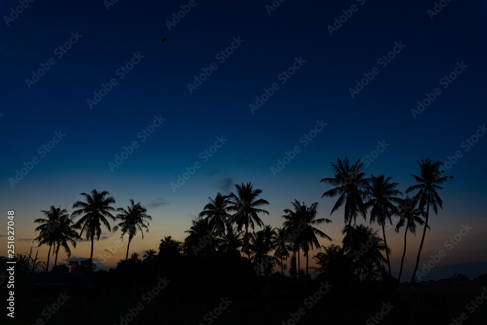 Obraz premium silhouette of coconut trees during sunrise