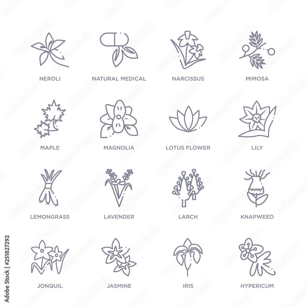 set of 16 thin linear icons such as hypericum, iris, jasmine, jonquil, knapweed, larch, lavender from nature collection on white background, outline sign icons or symbols