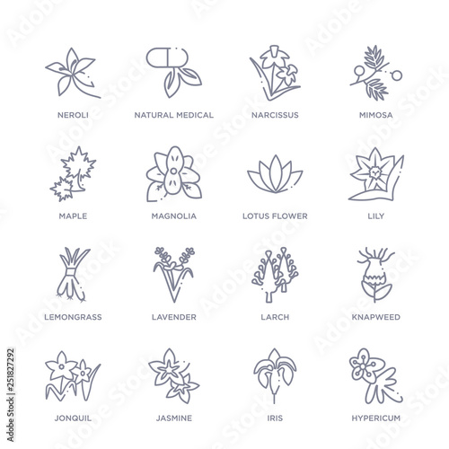 set of 16 thin linear icons such as hypericum  iris  jasmine  jonquil  knapweed  larch  lavender from nature collection on white background  outline sign icons or symbols