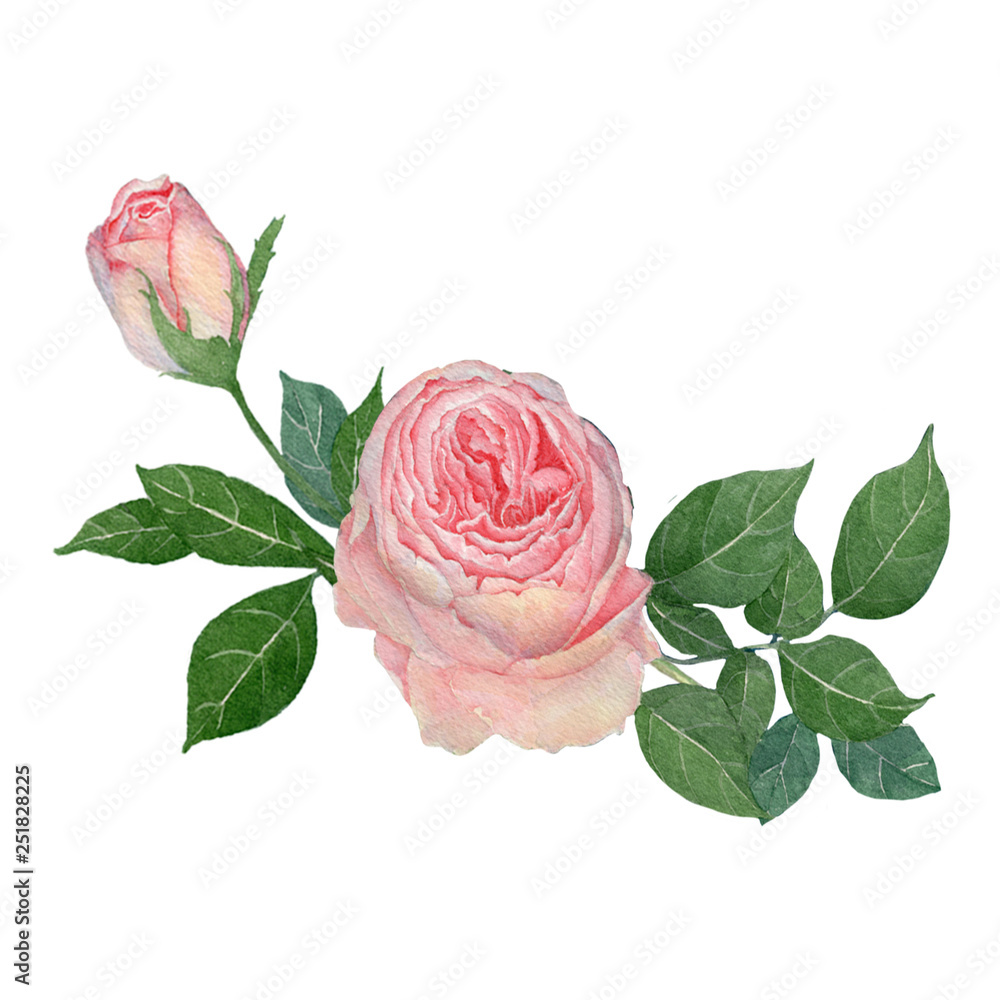Naklejka premium rose flowers. rose flowers set. Watercolor hand painted botanical illustration of a rose .