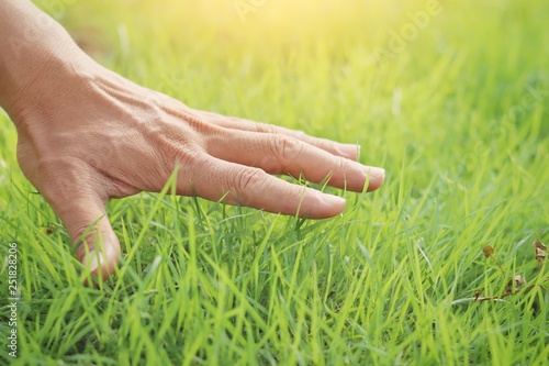 hands on green lush grass with morning light © Taweechai