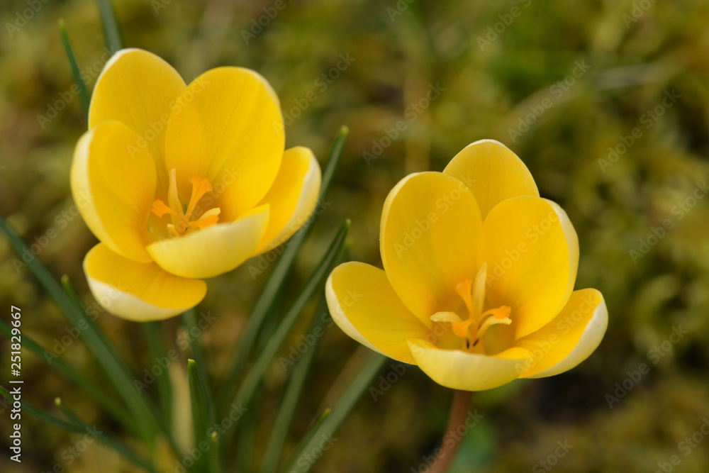 Krokus - Crocus