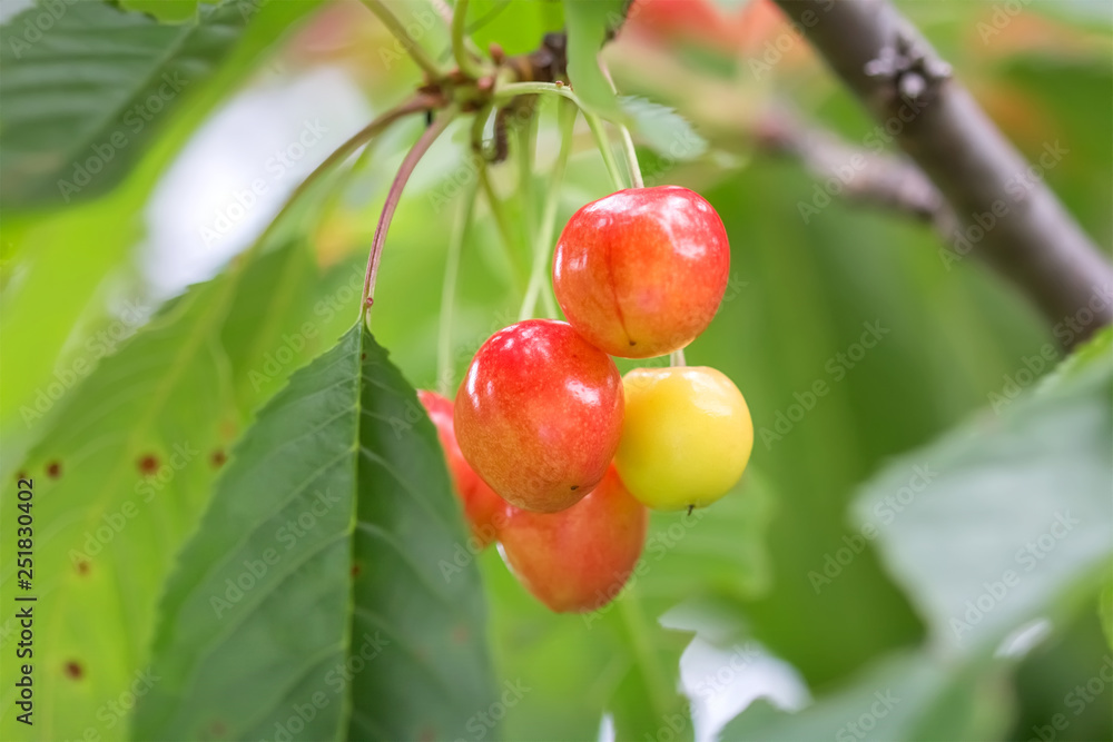 Sweet cherries on a branch.