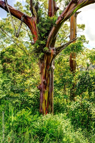 Rainbow Tree, Keahua Arboretum, Kauai, Hawaii photo