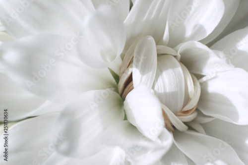 White Chrysanthemum flower close-up, Mothers Day, greeting card © Siarko