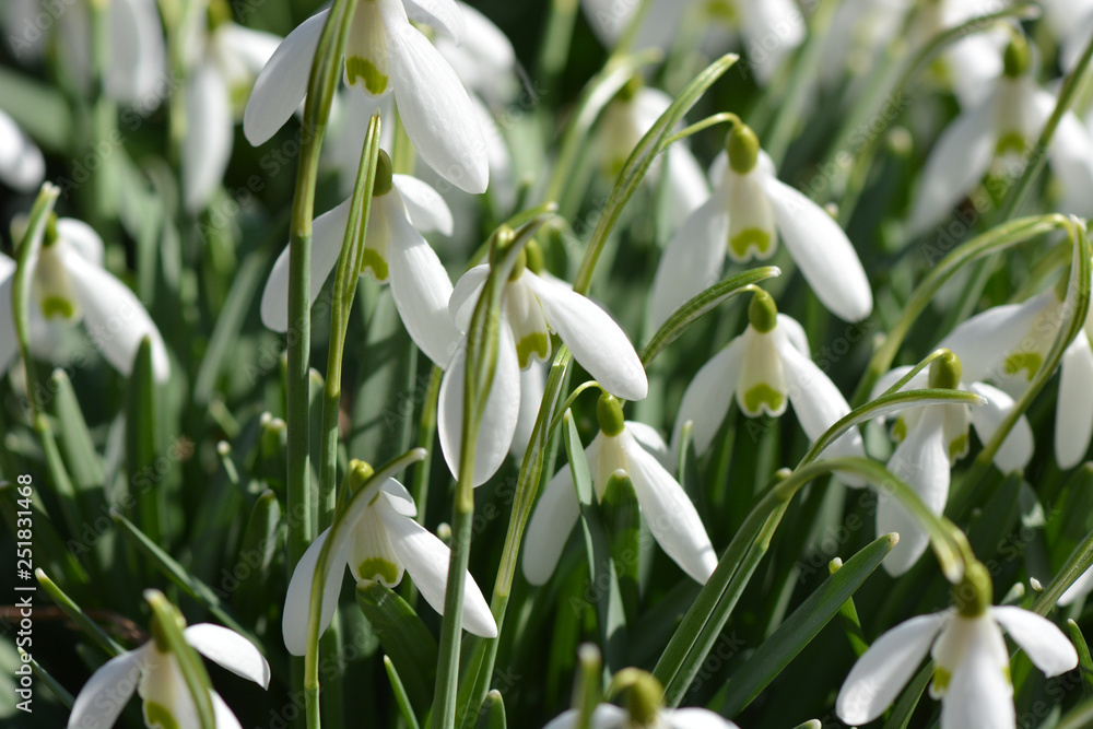 Schneeglöckchen - Galanthus Schneeglöckchen - Galanthus