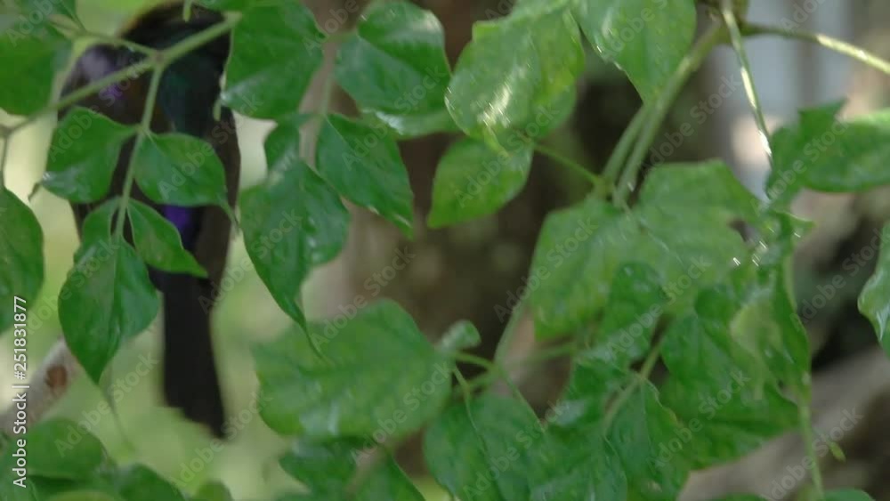 Close up of mature male sunbird taking a bath. Brown throated sunbird male with mature colorful plumage perching on green leafs playing with water drop ,4K video. Close up of mature male sunbird taking a bath. Brown throated sunbird male with mature colorful plumage perching on green leafs playing with water drop ,4K video.