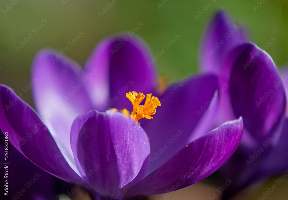 Fototapeta premium Krokusblüten lilafarben/violett in der Sonne