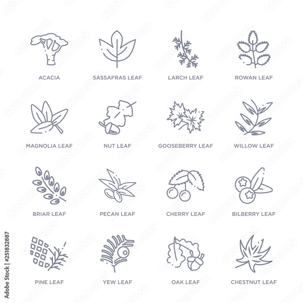 set of 16 thin linear icons such as chestnut leaf, oak leaf, yew leaf, pine bilberry cherry pecan leaf from nature collection on white background, outline sign icons or symbols set of 16 thin linear icons such as chestnut leaf, oak leaf, yew leaf, pine bilberry cherry pecan leaf from nature collection on white background, outline sign icons or symbols