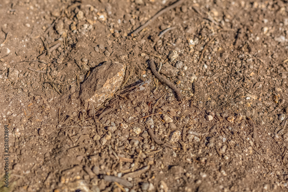 Detailed view of a grasshopper camouflaged in the ground, small sticks and stones Detailed view of a grasshopper camouflaged in the ground, small sticks and stones