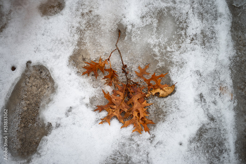 fall leaves in snow © Melissa