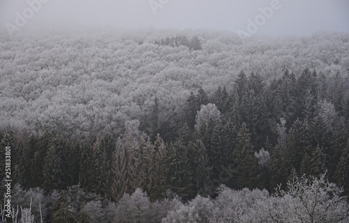 Landscheidter Wald im Frost