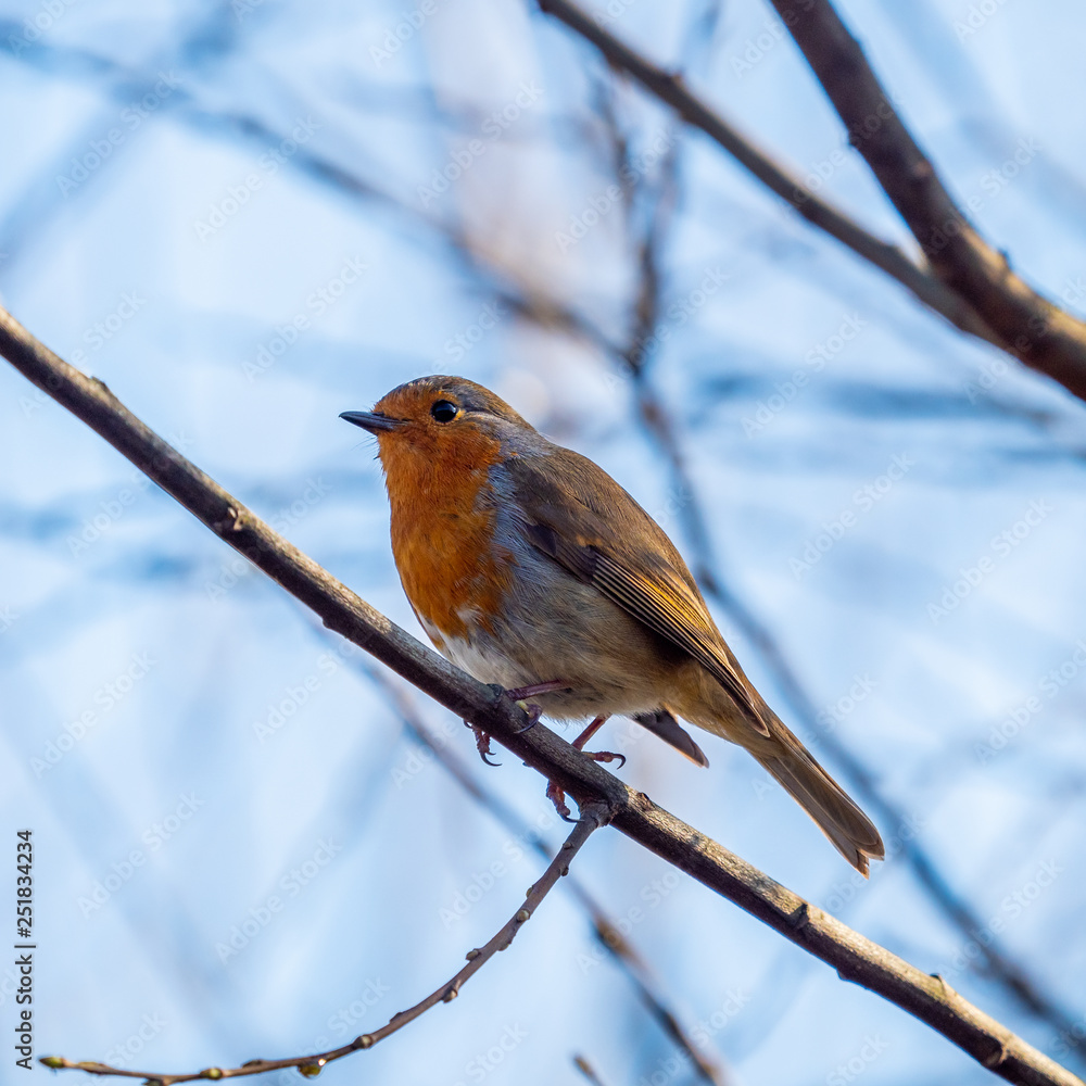Fototapeta premium Robin perched in tree