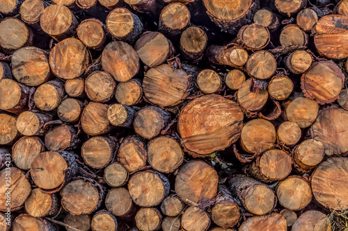 View of various pine logs in sawing  pile stacked in stock outdoors  textured cutting area