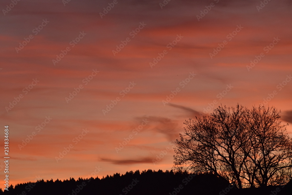Obraz premium Abendrot mit Baum