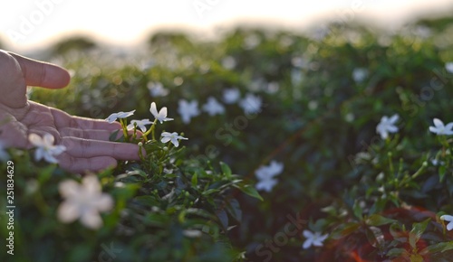 Hand touch a blooming white flower at the garden. © afpejaphotographer