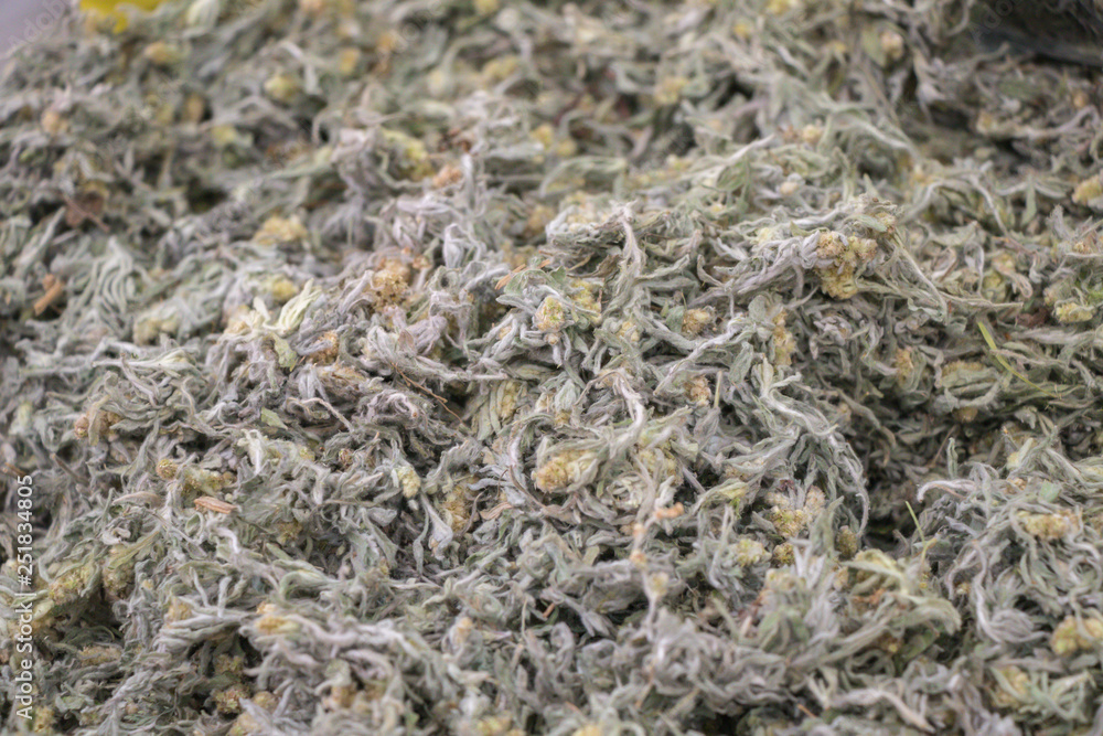 Gnaphalium affine dried herb.Chinese herb known as Jersey cudweed. Gnaphalium affine dried herb.Chinese herb known as Jersey cudweed.