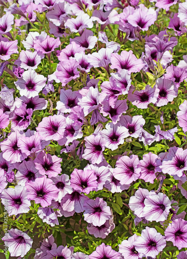 Blühende Petunien, Petunia Blühende Petunien, Petunia