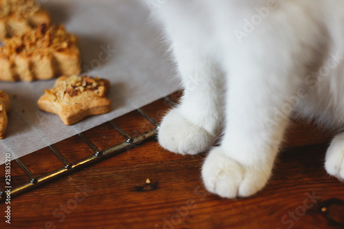 cookies and cat