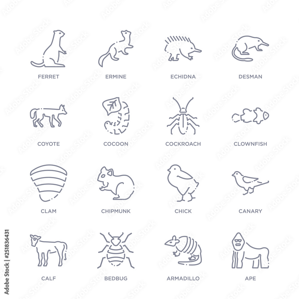 set of 16 thin linear icons such as ape, armadillo, bedbug, calf, canary, chick, chipmunk from animals and wildlife collection on white background, outline sign icons or symbols