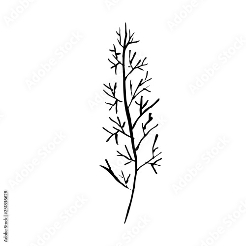 Fototapeta Naklejka Na Ścianę i Meble -  Tree silhouette. Hand drawn vector illustration.