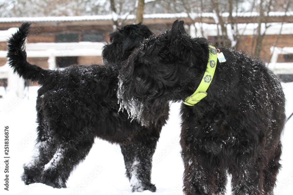 portrait of a giant  schnauzer during a snowfall in the ranch