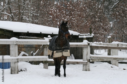 Photography Westphalian horse in paddock  in the snow in winter