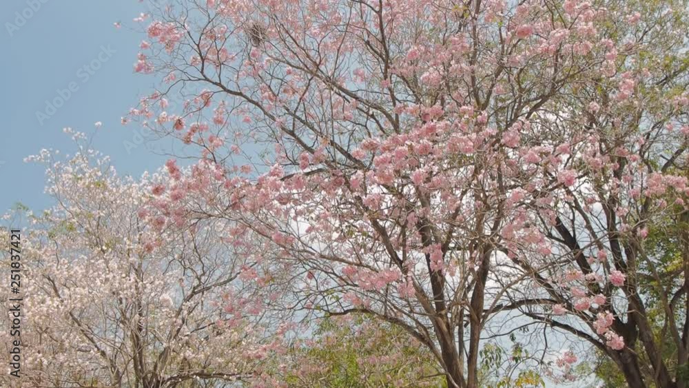 Beautiful Pink Trumpet Tree or Tabebuia Rosea cherry blossom, view panning on top tree with blue sky background, Chompu Pantip Road, Kasetsart University, Nakhon Pathom, Thailand. Beautiful Pink Trumpet Tree or Tabebuia Rosea cherry blossom, view panning on top tree with blue sky background, Chompu Pantip Road, Kasetsart University, Nakhon Pathom, Thailand.