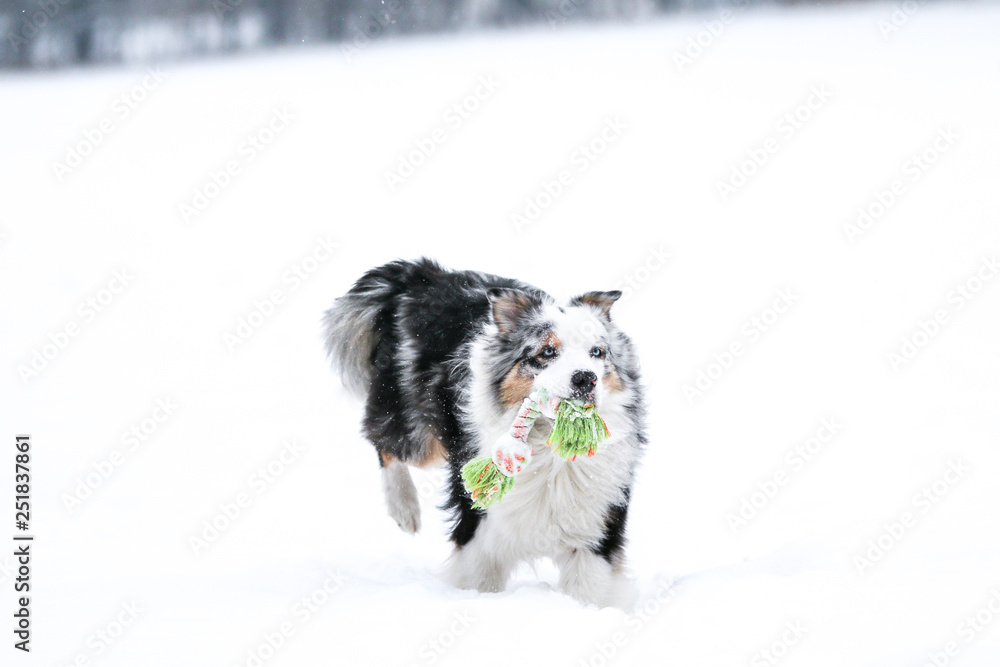 A picture of running australian shepherd during winter. He really enjoys this. He is holding the rope in his mouth. 