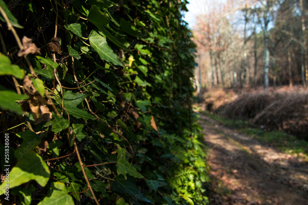 Folhas verdes pendendo num muro na floresta
