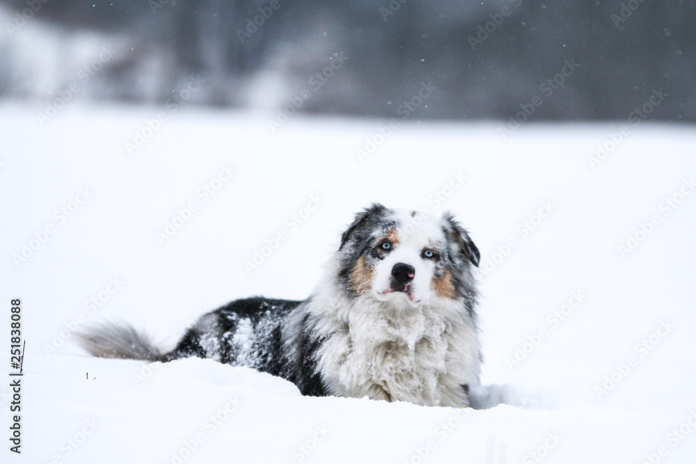 A portrait picture of the Australian shepherd dog lying in the snow during cold winter day. He enjoys the snow and the cold weather. A portrait picture of the Australian shepherd dog lying in the snow during cold winter day. He enjoys the snow and the cold weather.