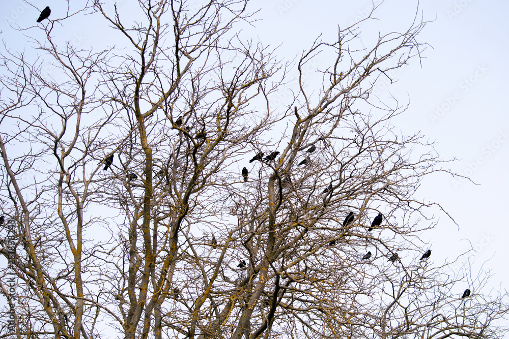 a flock of black crows sits on the branches of acacia a flock of black crows sits on the branches of acacia