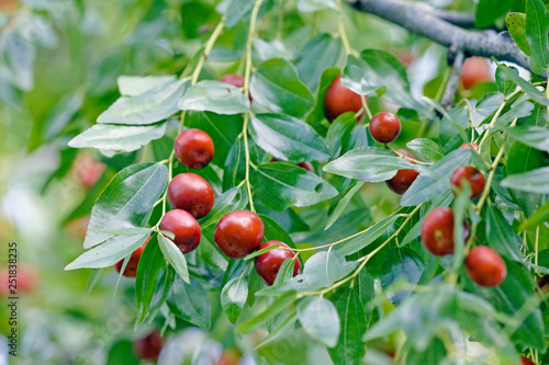 Photos ナツメの実