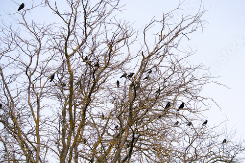 a flock of black crows sits on the branches of acacia