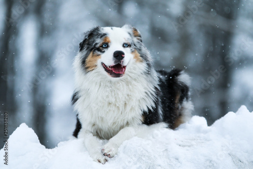 The portrait of a cute australian shepherd during winter. He enjoys the snow and cold weather. 