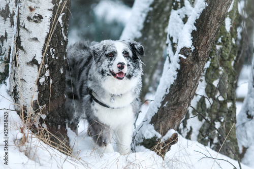 The portrait of a cute australian shepherd during winter.  © shootingtheworld