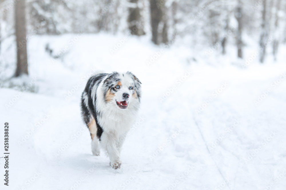 A picture of running australian shepherd during winter. He really enjoys this. A picture of running australian shepherd during winter. He really enjoys this.