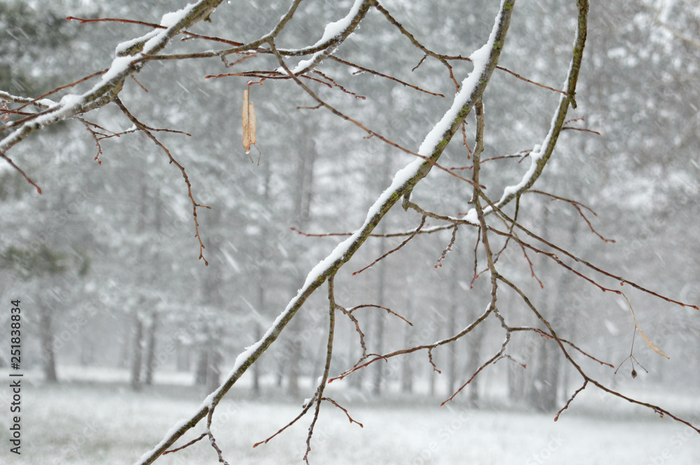 Tree branches in the snow-covered forest. Tree branches in the snow-covered forest.
