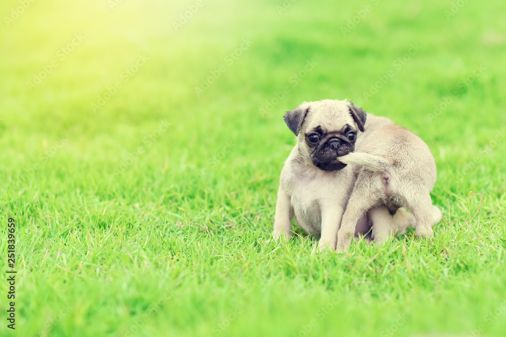 Cute puppies brown Pug playing together in green lawn Cute puppies brown Pug playing together in green lawn