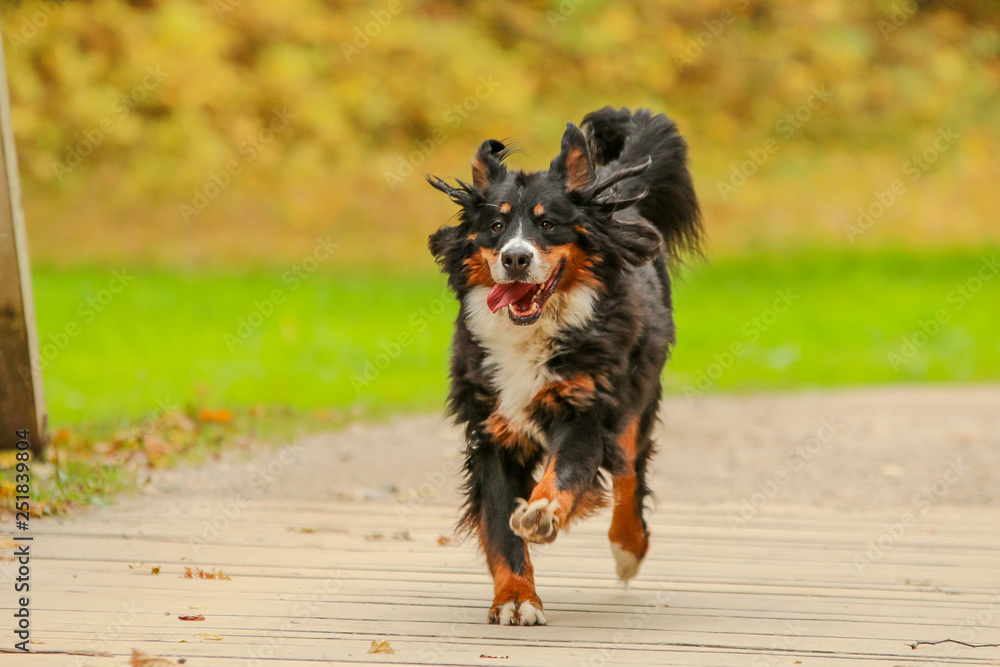 A picture of the happy adult Bernese Mountain Dog, running on the wooden bridge.  - obrazy, fototapety, plakaty 